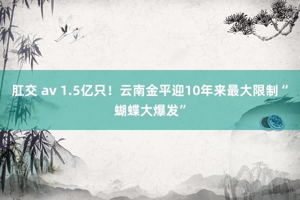 肛交 av 1.5亿只！云南金平迎10年来最大限制“蝴蝶大爆发”